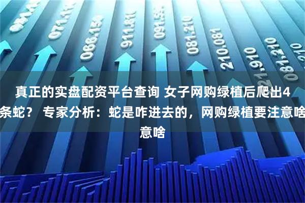 真正的实盘配资平台查询 女子网购绿植后爬出4条蛇？ 专家分析：蛇是咋进去的，网购绿植要注意啥